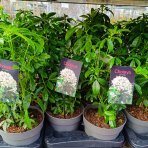 Mexický pomarančovník (Choisya ternata) - výška 20-30 cm, kont. C2L